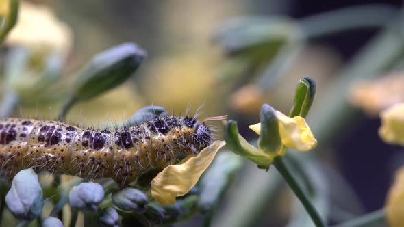 Cabbage butterfly caterpillar on green broccoli with yellow flowers, macro alt