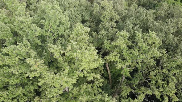 Aerial View of Green Forest in Summer. Ukraine alt