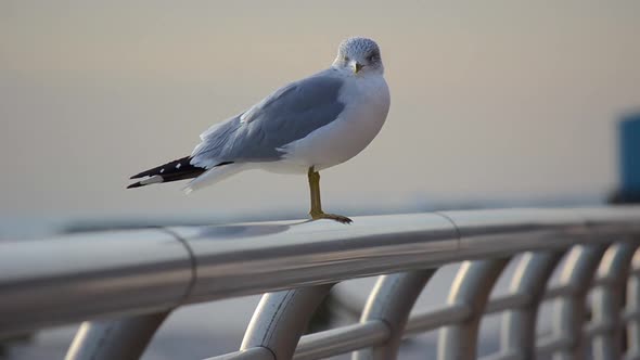 Seagull Perched on Rail alt