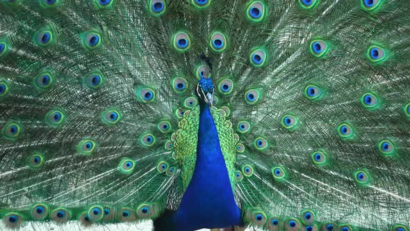 Peacock