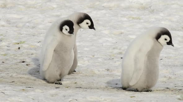 Emperor Penguins Chicks on the Ice in Antarctica
