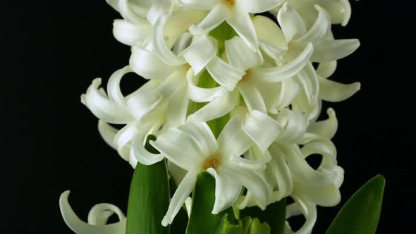 Rotation of a spring flower on a black background. White hyacinth flower rotates 360 alt