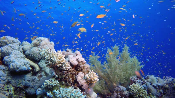 Coral Garden Seascape alt