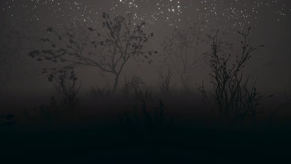 Dark Night Garden Fog 4k 