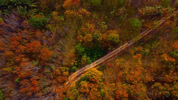 Aerial view colorful Forest in Fall With Cars. Over Straight Road Colorful Countryside Autumn Forest alt