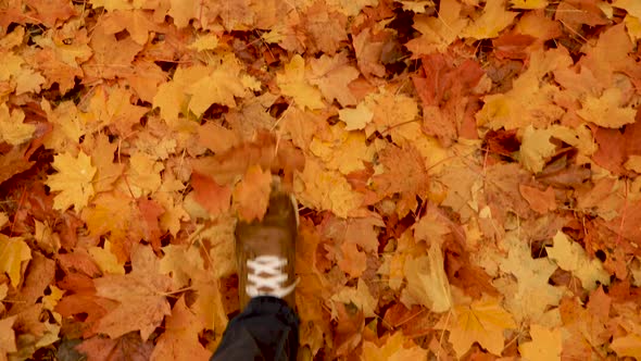 Top View Walking in the Autumn Park, Forest. Man's Legs in Shoes Stepping on Fallen Yellow Maple