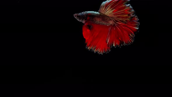 Red and Gold color Siamese fighting fish alt