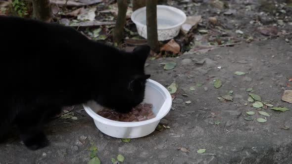 Hungry Homeless Black Cat Eats From a Plastic Bowl Outside
