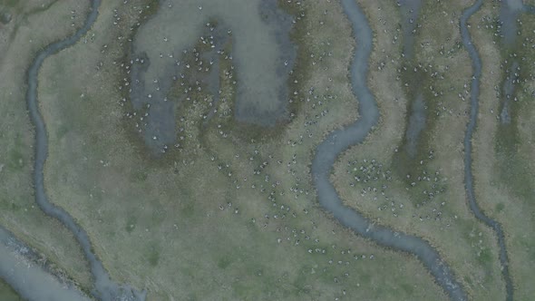 Aerial view of Scheldt river, Nieuw-Namen, The Netherlands. alt