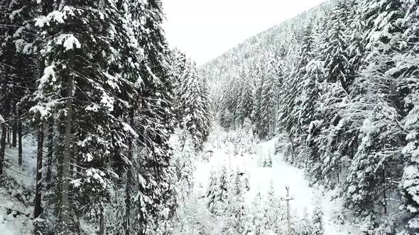 Snowy track with frozen tree on sunny Christmas day alt