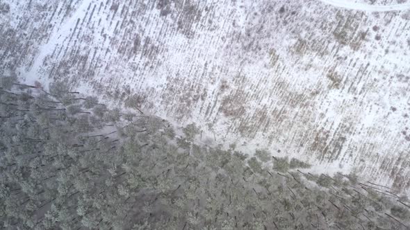 Cutting Down Trees at the Edge of a Snow-covered Forest in Winter - Bird Eye View Drone Shot alt