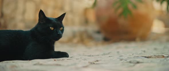 Black yellow-eyed cat lying down and relaxing on pavement, slow motion 4K alt
