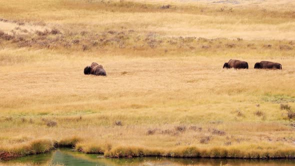 Bison in Yellowstone National Park alt