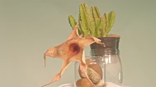 Close Up Around The Stapelia Gigantea Cactus Flower Is Withering In White Background. alt