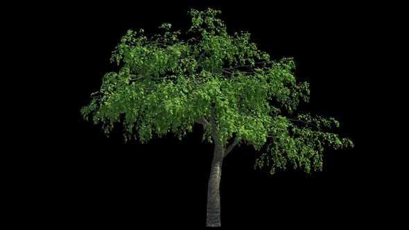 3D Tree Pack 1