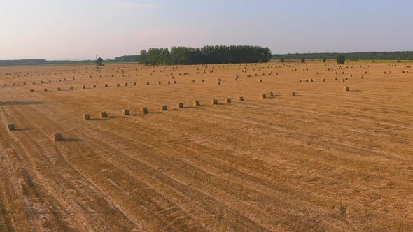 Straw Stacks Stacked Bales of Hay Left Over From Harvesting Crops Field of an Agricultural Farm alt