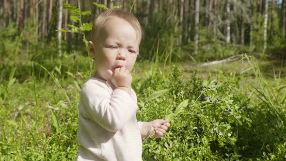 Little girl collect and eat wild blueberries 
