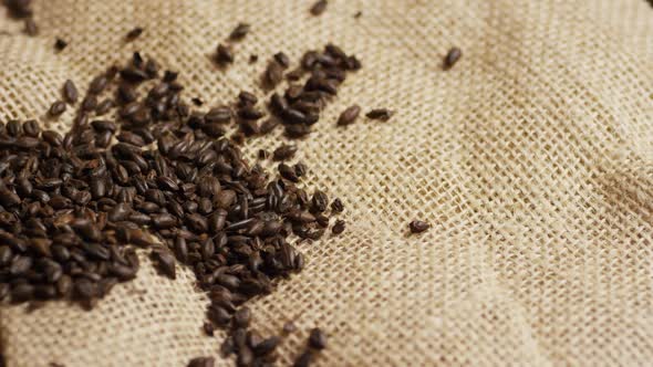 Rotating shot of barley and other beer brewing ingredients - BEER BREWING alt