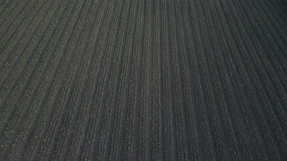 The Drone Moves Very Low Over the Sprouts of Wheat on the Field alt