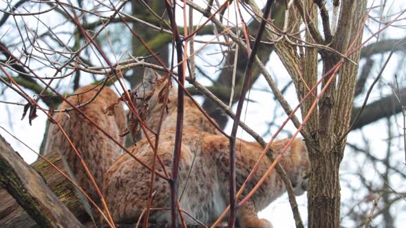 Lynxes are sitting on a tree. The lynx is a genus of carnivorous mammals of the cat family, closest