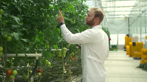 Hydroponic Greenhouse View of Man Agronomist Working with Vegetables and Tablet on Farm Spbd alt