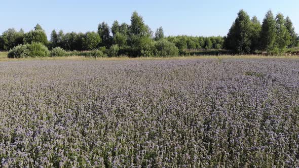 5 Flowering Field Of Phacelia