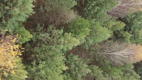 Vertical Video of the Forest on an Autumn Day Slow Motion alt