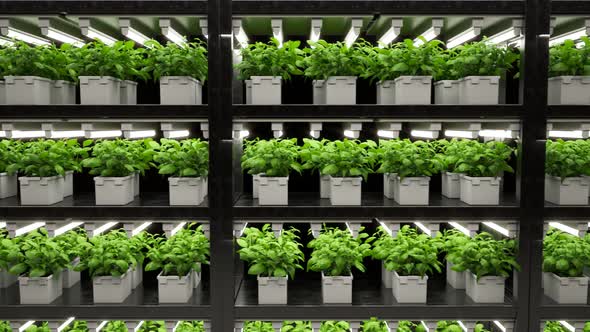 Green plants on shelves. Continuous rows of pots. Young fresh plants growing. 4K