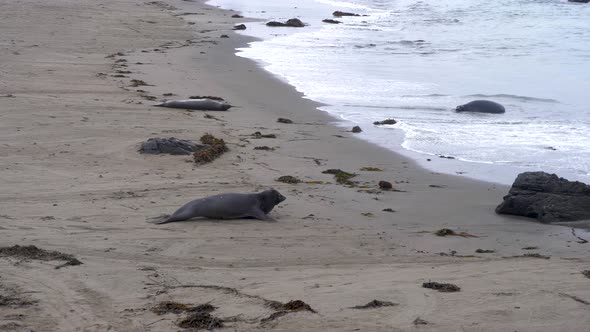 Elephant Seal Pup Crawling in Piedras Blancas Rookery Slow Motion alt
