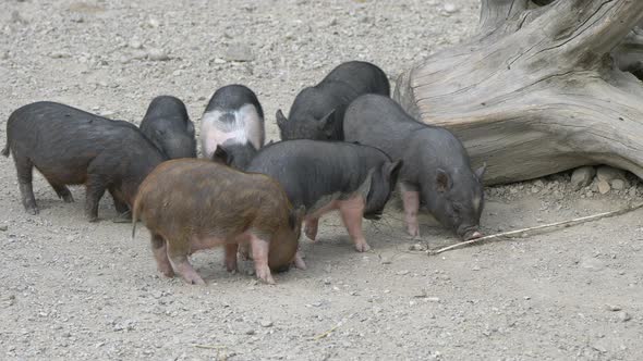 Close up of cute piglets family foraging for food in soil ground at farm alt