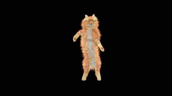 Cat Dancing 4K alt