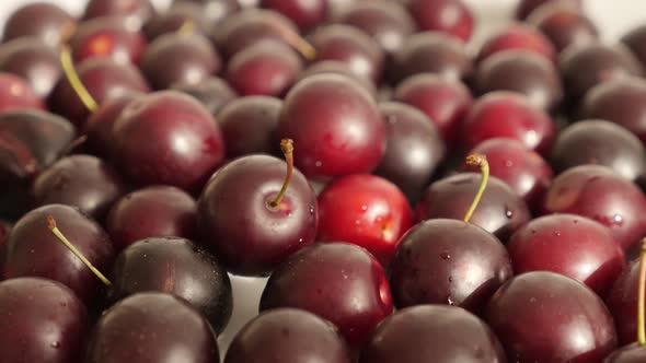 Red Prunus cerasifera  fruit 4K 2160p 30fps UltraHD tilting footage - Close-up of organic cherry plu alt