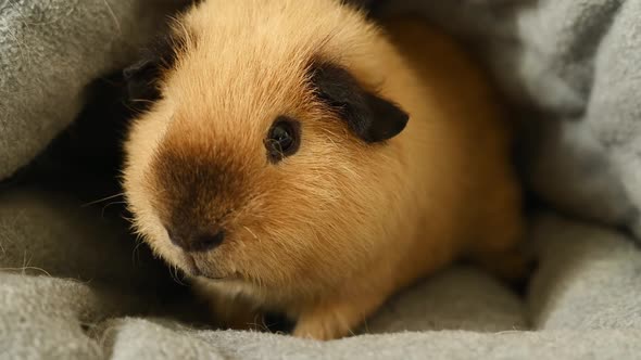 Domestic guinea pig in his house