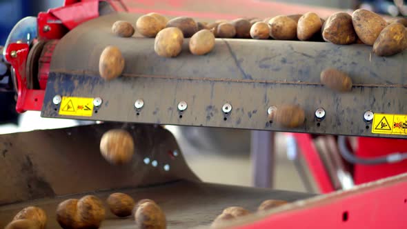 Close-up, Automated Potato Cleaning From Dirt and Soil , Sifting From Debris, Sprouts. Potatoes Move alt