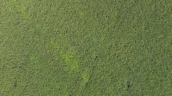 Slowly Descending Closer to the Field of Green Corn