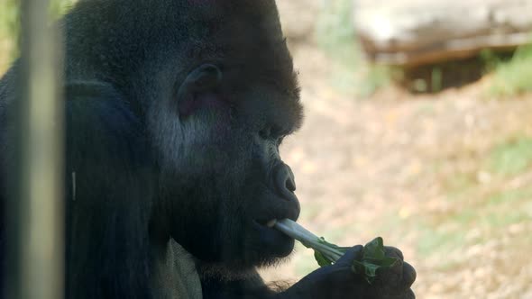 CLOSE UP Large Silverback Gorilla Eating Vegetables, SLOW MOTION alt