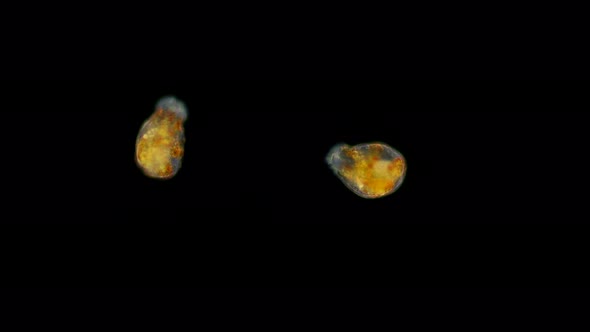 Rotifera Ascomorpha Sp, Under the Microscope, the Family Gastropodidae alt