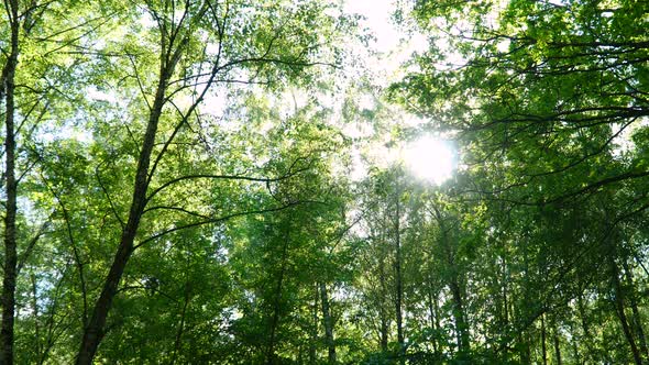 Panorama In The Forest