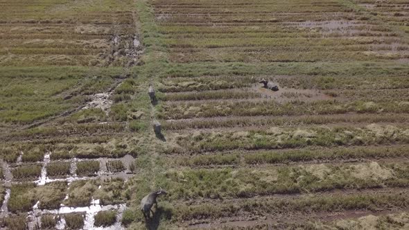  Aerial footage of buffaloes grazing in rice paddy fields and flying egrets. Langkawi, Malaysia. alt