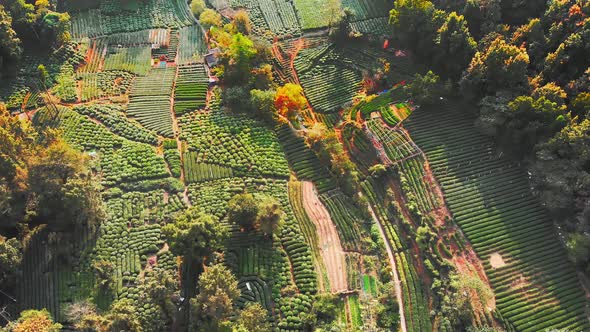 Drone Traveling Scene From Rural Landscape of a Tea Plantation