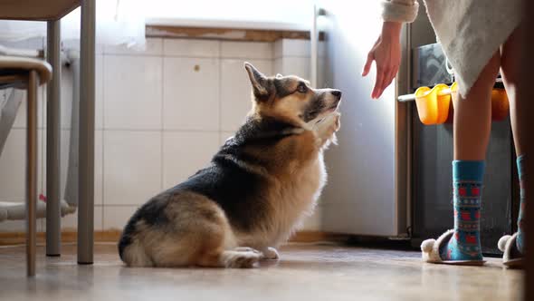 Woman Dog Owner Asks Her Welsh Corgi Dog to Give Her a Paw Dog Does What She Says and Receive Yammy alt