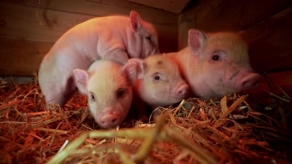 Piglets | Funny and cute mini pigs at an organic farm 