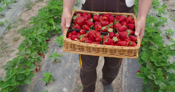 Greenhouse Worker Carrying Box with Ripe Strawberries alt