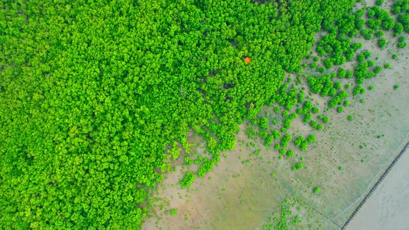 Aerial view Top view of Mangroves forest. mangroves along the coastline alt
