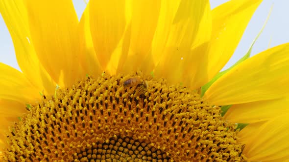 Sunflower in the Field and Bee Crawling on It on Sky Background Closeup alt
