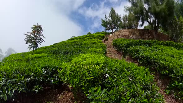 Tea Plantations in Sri Lanka alt