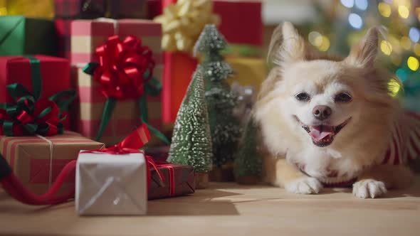 cute chihuahua dog  smile and joyful with christmas tree decorating