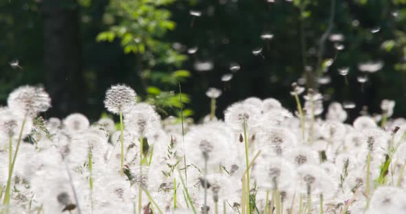 A Whiff Of Wind Whirling Dandelion Seeds