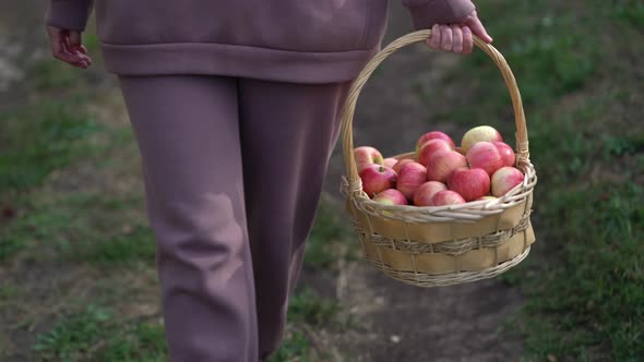 The Gardener Carries in His Hands a Large Basket of Apples