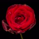 Red Rose Blooming in Time Lapse. Tender Flower Moving Petals in Fast Motion - VideoHive Item for Sale
